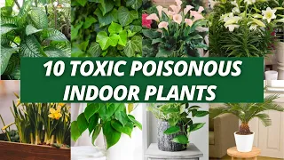 10 Toxic Poisonous Indoor plants | Harmful House plants