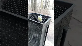 Синица разрешила себя потрогать / Titmouse allowed herself to be touched