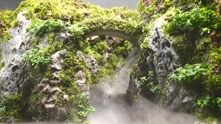 Verdant Canyon Overflowing with Luxuriant Vegetation