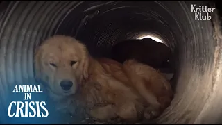 Retriever Dog Trapped In A Pipe Been Suffering From 'This' Pain?!(Part 2) | Animal in Crisis EP196