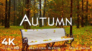 4K Autumn Forest / Relaxing Nature Video & River Sound [ September Golden Season ] 3 hours Ultra HD