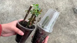 Grow rose plant from cuttings!!! 🌹🌹