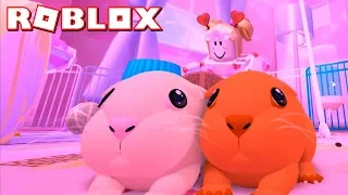 СИМУЛЯТОР МОРСКОЙ СВИНКИ И ХОЗЯЙКИ В РОБЛОКС Piggy Life! - Roblox симулятор на русском