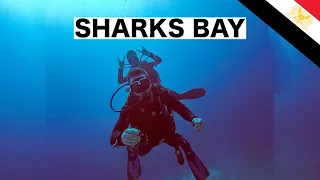 Scuba Diving in Skarks Bay | Sharm El Sheikh 🇪🇬