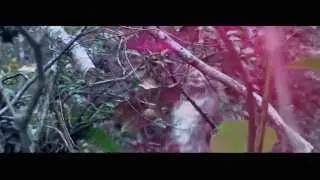 Bigfoot Movie 2015 - Teaser