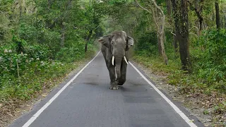 elephant attack  Dooars 2022 | elephant attack chilapata | elephant attack safari jeep