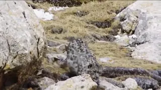 Snow leopard attacks the yaks - Wild animal attack! - Best New