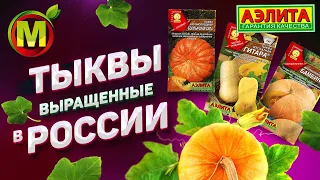 Выращивание тыквы в России. Особенность сортов тыквы