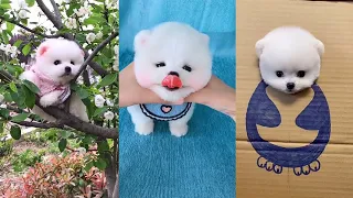Tik Tok Chó Phốc Sóc Mini 😍 Funny and Cute Pomeranian #15 | funny dogs videos | Cute Animals