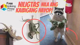 TUKO LUMABAN SA AHAS PARA SA KAIBIGAN | Mga Hayop na Tumulong sa Kapwa Hayop