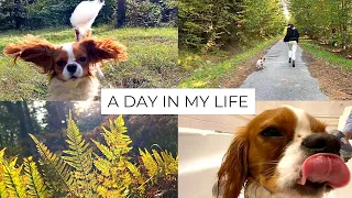 a day in the life of my dog 🐶 || Cavalier King Charles Spaniel