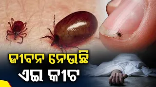 Alert! Scrub typhus in Odisha on the rise, 5 deaths in 2 weeks || News Corridor || KalingaTV