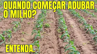 QUANDO COMEÇAR ADUBAR O MILHO? ENTENDA.