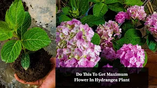 Do this on Hydrangea Plant to get Maximum Flowers | How to Care Hydrangea | how to grow Hydrangeas