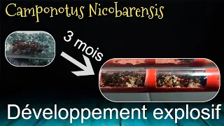 Développement explosif chez les Camponotus Nicobarensis