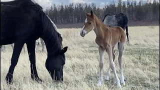 Алтаргана - песня о Родине! Buryat song Altargana!