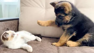 German Shepherd Puppy and Kitten Playing [TRY NOT TO LAUGH]