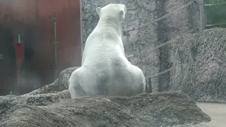 ポロロ（とくしま動物園）２４２８ おちりタイム