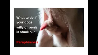 Dog Willy/Penis Stuck Out - How To Get Your Dogs Willy Back In - Dog Erection Wont Go Back In