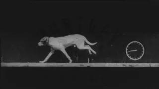 Dog Running, 1890's - Film 96065