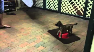 Belgium Malinois puppy 8weeks old learning Place