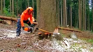 professional with a Stihl MS 462 saw