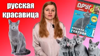 Русская голубая кошка. История и особенности породы