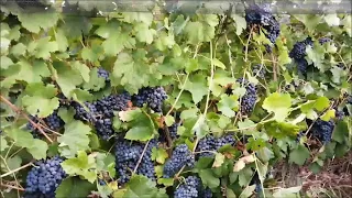 Cosecha de uva temporada 2021 en los Otoyanes/Junín/Mendoza. Un espaldero de la variedad Tannat