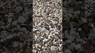 Can YOU spot the SHARK tooth!? 🦈 🦷 | #shorts #ocean #shark #fossil (Walton-On-The-Nase)