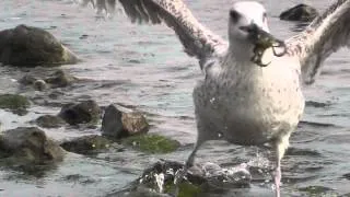 Seagull eats a crab, slow motion - stachelige Mahlzeit