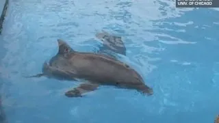 Dolphins Smarter Than We Thought