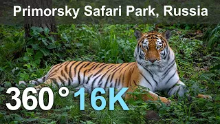 Wild Cats in the Primorsky Safari Park, Vladivostok, Russia. 360 video in 16K