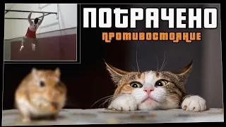 ПОТРАЧЕНО. Противостояние. Лучшие приколы 2020, смешные видео и фейлы