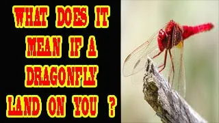 WHAT DOES IT MEAN IF A DRAGONFLY LANDS ON YOU ?