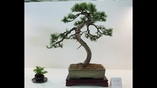 Bonsai Nitra 2019