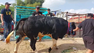 DITAWAR 120JT❗️PEDETAN SUPER BELGIAN BLUE KONTES APPSI TULUNGAGUNG