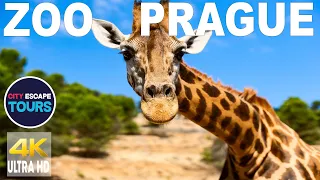 ZOO Prague, Czech Republic 🇨🇿 Walking Tour 4K 2023 | (4k UHD 60fps)