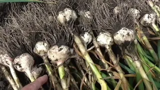 Как я выращиваю чеснок