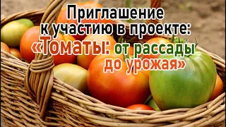 Приглашаем принять участие в проекте: "ТОМАТЫ: от рассады до урожая"