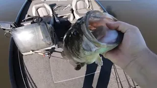 California Delta Bass Fishing.(PRE SPAWN 2022)