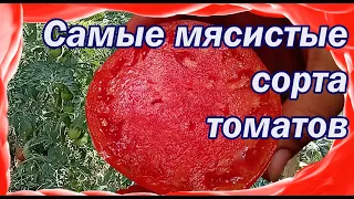 Самые мясистые сорта томатов 2022