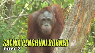 SATWA PENGHUNI BORNEO | JEJAK PETUALANG (29/11/23) Part 2