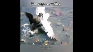 Утка против чайки