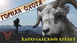 Горная охота на Хараулахском хребте. Снежный баран.