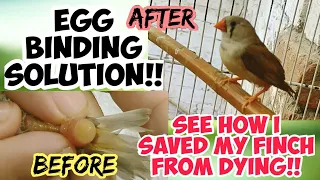 How to Saved My Bird from Egg Binding | Zebra Finch Egg Binding UrduHindi