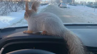 Будни с Белкой Чип😎#funny #youtubeshorts #squirrel #funnyvideo #fun