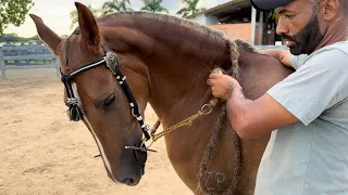 COMO FLEXIONAR A NUCA DO SEU CAVALO !