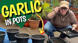 Why I'm not growing garlic in my raised beds | in containers instead