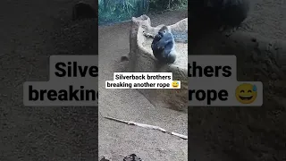 Huge Gorillas Breaking Rope 🦍💪