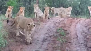 NEW BORN LION CUBS HAVE A SCARY WELCOMING TO THE PRIDE| BIG ON WILD